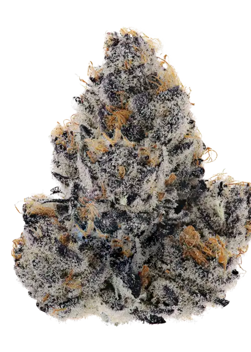 Tricho Jordan, çam ve çilek aromalı, THC içeren dengeli bir hibrit türdür. Yaratıcılığı artıran bu türün genetik yapısını keşfedin ve etkilerini görüntüleyin.