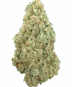 TriDog, sert aroması, yüksek rahatlatıcı etkisi ve indica genetiğiyle öne çıkan eşsiz bir türdür. Derin gevşeme ve uyku için ideal. Özelliklerini keşfedin.