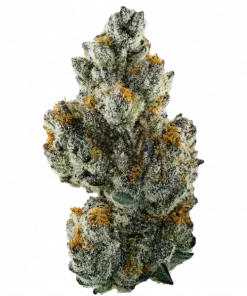 Triple 6, sert yakıtımsı aroması ve rahatlatıcı etkisiyle öne çıkan indica ağırlıklı bir türdür. Depresyon ve stres için ideal. Genetik yapısını keşfedin.