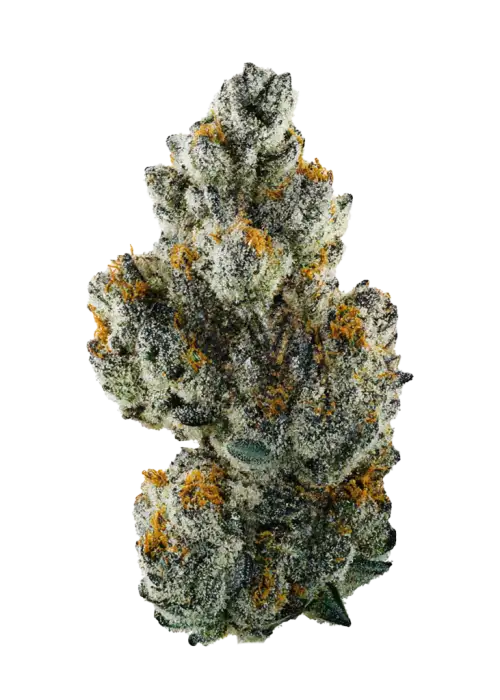 Triple 6, sert yakıtımsı aroması ve rahatlatıcı etkisiyle öne çıkan indica ağırlıklı bir türdür. Depresyon ve stres için ideal. Genetik yapısını keşfedin.