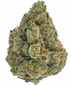 Triple Burger, sert yakıtımsı aroması ve yüksek THC içeriğiyle bilinen indica dominant bir türdür. Derin rahatlama ve uyku için ideal. Özelliklerini keşfedin.