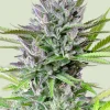 Triple G Feminized Esrar Tohumu (Royal Queen Seeds)