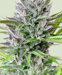Triple G Feminized Esrar Tohumu (Royal Queen Seeds)