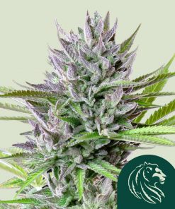 Triple G Feminized Esrar Tohumu (Royal Queen Seeds)