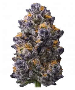 Trop Cookies x Hollywood, tropikal meyve aromaları ve yüksek THC içeriğiyle öne çıkan dengeli bir hibrit türdür. Benzersiz lezzet profilini ve etkilerini keşfedin.