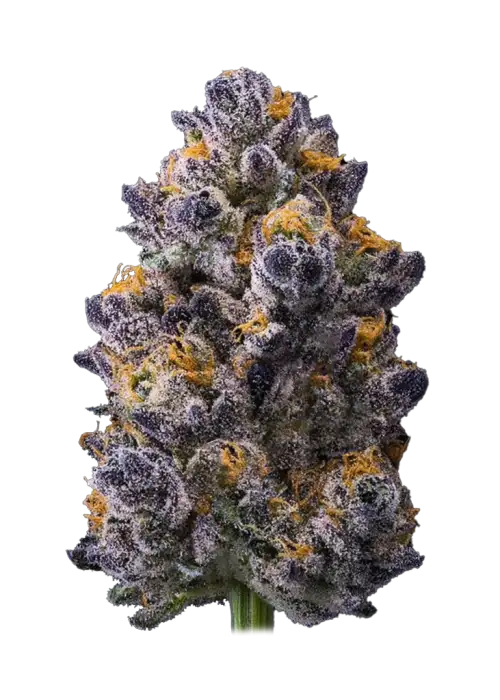 Trop Cookies x Hollywood, tropikal meyve aromaları ve yüksek THC içeriğiyle öne çıkan dengeli bir hibrit türdür. Benzersiz lezzet profilini ve etkilerini keşfedin.