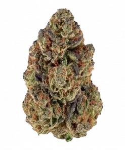 Troparazzi, yüksek THC içeriği ve belirgin narenciye aromasıyla öne çıkan Sativa baskın bir türdür. Yaratıcılığı artıran etkilerini keşfedin ve hemen görüntüleyin.