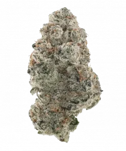 Tropic Sin, tropikal guava aroması ve rahatlatıcı etkisiyle öne çıkan indica dominant bir türdür. Yüksek verimli bu hibritin genetik yapısını keşfedin.