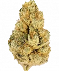 Tropic Soda, tatlı tropikal aroması ve dengeli genetiğiyle öne çıkan bir hibrit türdür. Enerji verici ve yaratıcılığı tetikleyici etkilerini keşfedin.