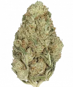 Tropic Thunder, tropikal meyve aromaları ve yüksek THC içeriğiyle öne çıkan sativa baskın bir türdür. Canlandırıcı etkilerini ve genetik yapısını keşfedin.