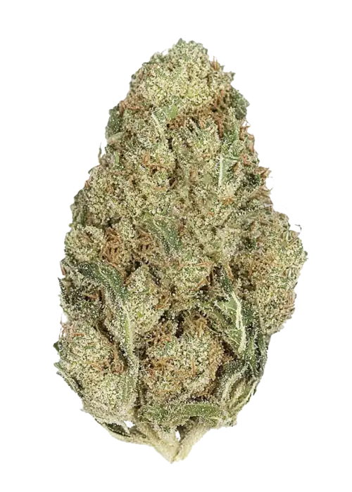 Tropic Thunder, tropikal meyve aromaları ve yüksek THC içeriğiyle öne çıkan sativa baskın bir türdür. Canlandırıcı etkilerini ve genetik yapısını keşfedin.