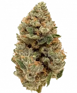 Tropic Tornado, tropikal meyve aromaları ve THC ile öne çıkan Indica baskın bir türdür. Yaratıcı etkileriyle bilinen bu özel türü keşfedin.