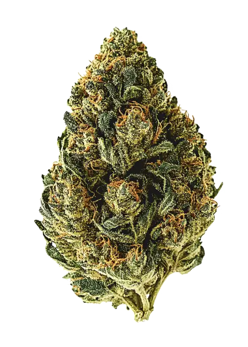 Tropic Zoda, tatlı tropikal aroması ve yüksek THC içeriğiyle bilinen Indica baskın bir türdür. Yaratıcılığı artıran etkilerini keşfedin ve genetik yapısını görüntüleyin.