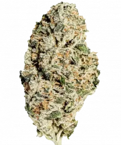 Tropical Cookies, tatlı tropikal aroması ve enerjik etkileriyle bilinen sativa baskın bir türdür. GSC genetiğiyle öne çıkar. Özelliklerini keşfedin.