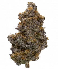 Tropical Cooler, tatlı tropikal aroması ve rahatlatıcı etkileriyle bilinen indica ağırlıklı bir türdür. Yüksek verim potansiyelini keşfedin ve genetik yapısını görüntüleyin.