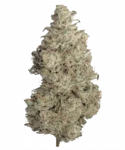 Tropical Juice Box, mango aroması ve 'e varan THC içeriğiyle öne çıkan sativa baskın bir türdür. Canlandırıcı etkisini ve tropikal lezzetini keşfedin.