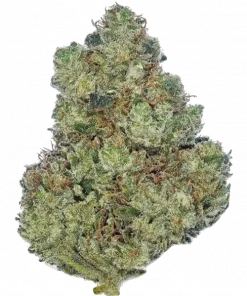 Tropical Mirage, benzersiz dizel ve yaban mersini aromaları ile öne çıkan Indica dominant bir türdür. Yüksek verimi ve keyifli etkileri keşfedin.