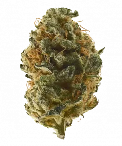 Tropical Storm, tropikal meyve aromaları ve dengeli genetiğiyle öne çıkan bir hibrit türdür. Depresyon ve yorgunluk için ideal. Etkilerini keşfedin.