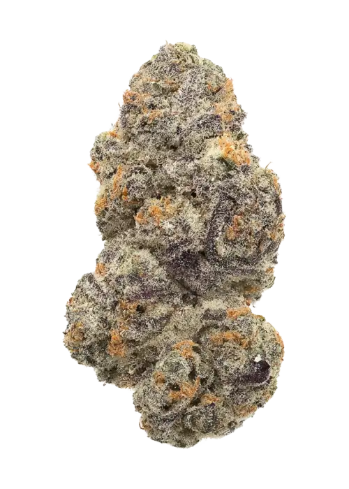 Tropical Twist, tropikal meyve aromaları ve yüksek enerjisiyle öne çıkan bir hibrit türdür. Yaratıcılığı artıran bu özel türün genetik yapısını keşfedin.