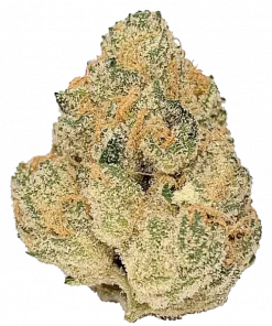 Tropikal Z, tatlı narenciye aroması ve yüksek THC içeriğiyle öne çıkan Sativa baskın bir türdür. Enerji verici etkilerini ve genetik yapısını keşfedin.