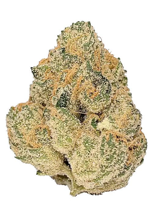 Tropikal Z, tatlı narenciye aroması ve yüksek THC içeriğiyle öne çıkan Sativa baskın bir türdür. Enerji verici etkilerini ve genetik yapısını keşfedin.