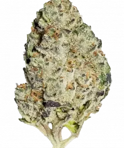 Tropicana Banana, tropikal meyve aromaları ve yüksek THC içeriğiyle öne çıkan Sativa baskın bir türdür. Eşsiz genetik yapısını ve etkilerini hemen keşfedin.