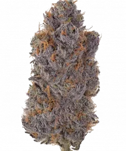 Tropicana Cherry Gelato, kiraz ve yakıt aromalarıyla öne çıkan dengeli bir hibrit türdür. Sosyal etkileri ve kolay yetiştirilmesiyle dikkat çeker. Özelliklerini keşfedin.