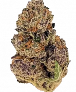 Tropicana Cookies, belirgin portakal aroması ve yüksek Sativa etkisiyle öne çıkan bir türdür. Yaratıcılığı tetikleyen bu türün genetik yapısını keşfedin.