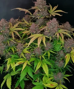 Tropicana Cookies Auto Fem Esrar Tohumu (Fast Buds)