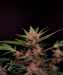 Tropicana Cookies Auto Fem Esrar Tohumu (Fast Buds)