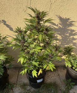 Tropicana Cookies Auto Fem Esrar Tohumu (Fast Buds)