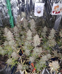 Tropicana Cookies Auto Fem Esrar Tohumu (Fast Buds)