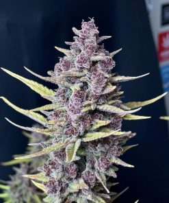 Tropicana Cookies Auto Fem Esrar Tohumu (Fast Buds)