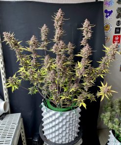 Tropicana Cookies Auto Fem Esrar Tohumu (Fast Buds)