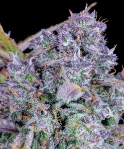 Tropicana Cookies Auto Fem Esrar Tohumu (Fast Buds)