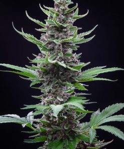 Tropicana Cookies Auto Fem Esrar Tohumu (Fast Buds)