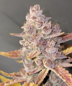 Tropicana Cookies Auto Fem Esrar Tohumu (Fast Buds)