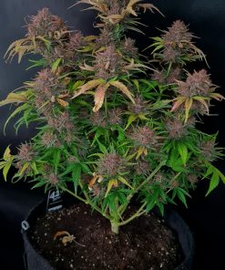 Tropicana Cookies Auto Fem Esrar Tohumu (Fast Buds)