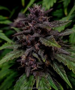 Tropicana Cookies Auto Fem Esrar Tohumu (Fast Buds)