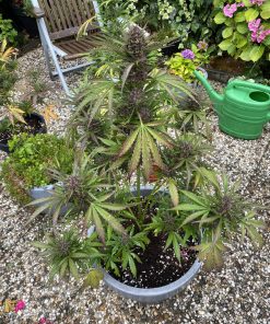 Tropicana Cookies Auto Fem Esrar Tohumu (Fast Buds)