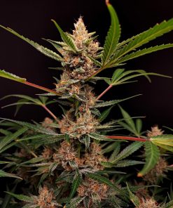 Tropicana Cookies Auto Fem Esrar Tohumu (Fast Buds)