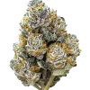 Tropicana Cookies FF, sert yakıtımsı aroması ve THC oranıyla öne çıkan Indica dominant bir türdür. Hızlı çiçeklenme özelliğiyle dikkat çeker. Etkilerini keşfedin.