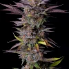 Tropicana Cookies FF Feminized Esrar Tohumu (Fast Buds)