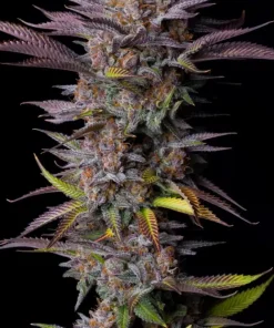 Tropicana Cookies FF Feminized Esrar Tohumu (Fast Buds)