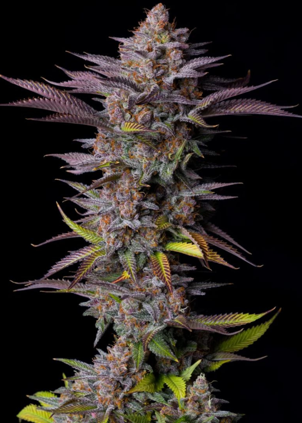 Tropicana Cookies FF Feminized Esrar Tohumu (Fast Buds)