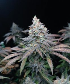 Tropicana Cookies FF Feminized Esrar Tohumu (Fast Buds)