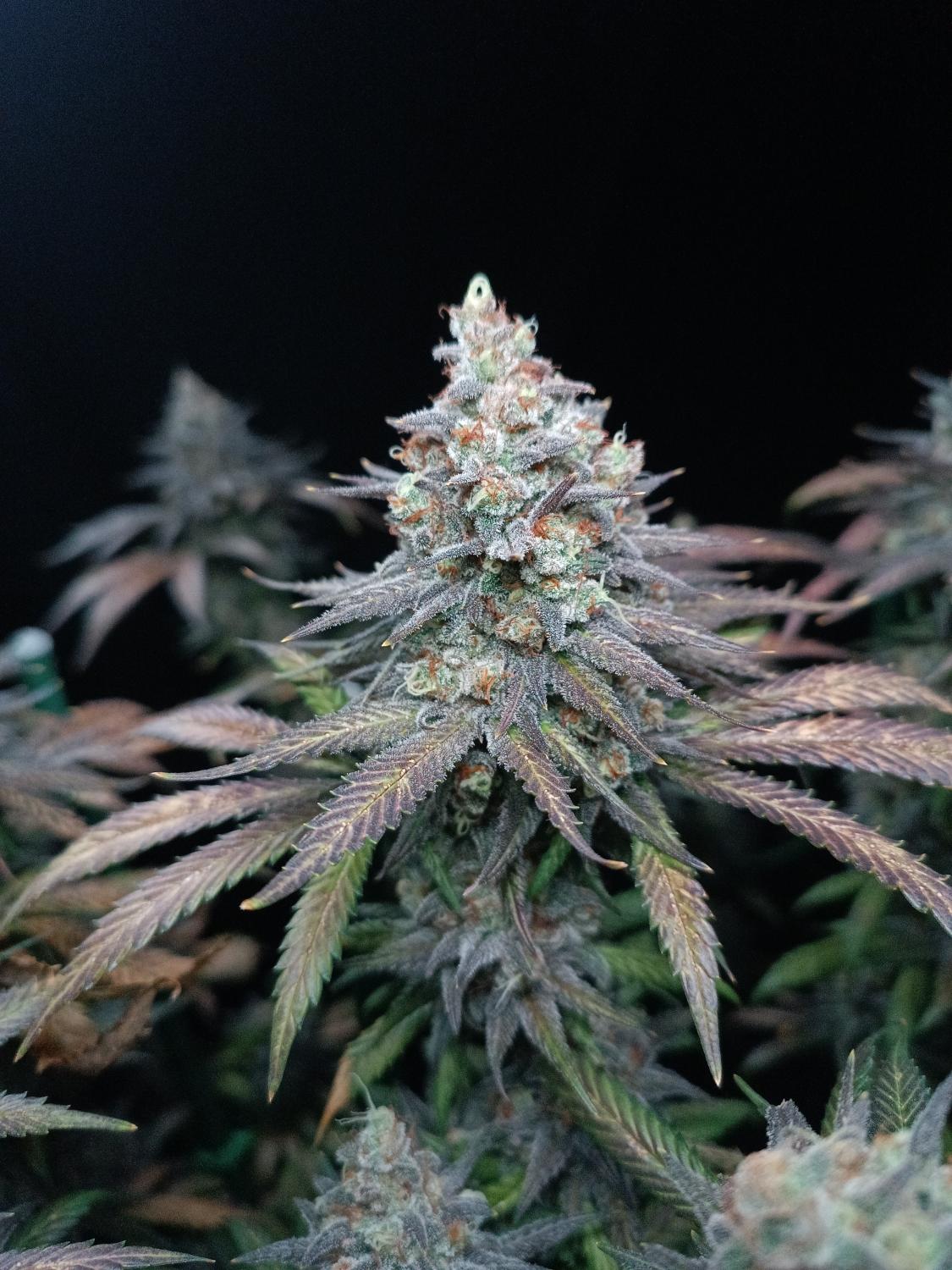 Tropicana Cookies FF Feminized Esrar Tohumu (Fast Buds)