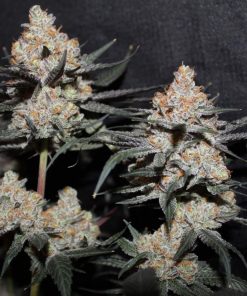 Tropicana Cookies FF Feminized Esrar Tohumu (Fast Buds)