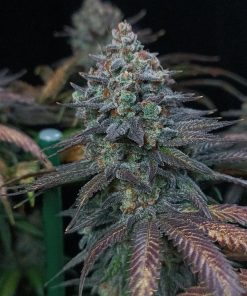 Tropicana Cookies FF Feminized Esrar Tohumu (Fast Buds)