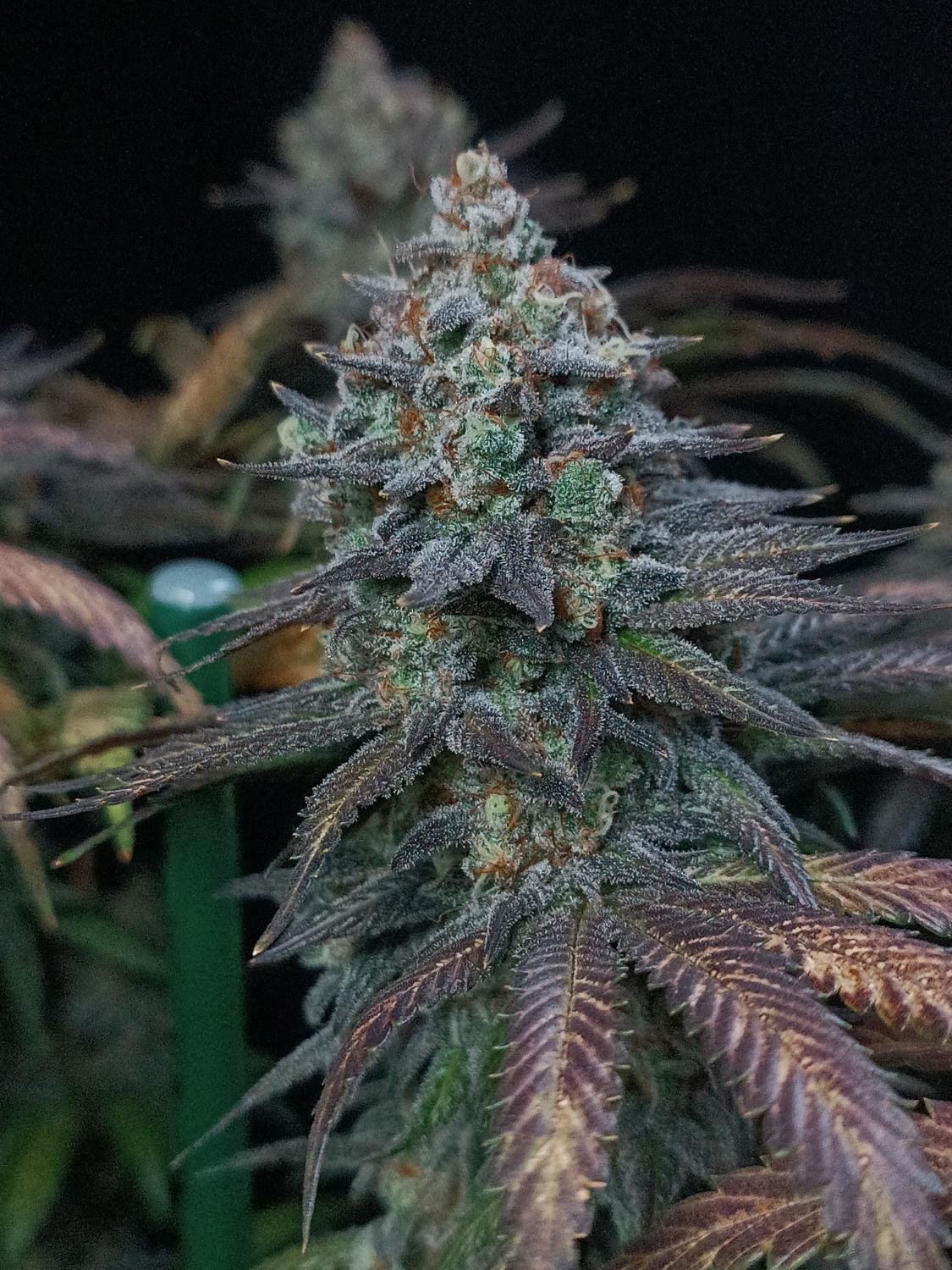 Tropicana Cookies FF Feminized Esrar Tohumu (Fast Buds)